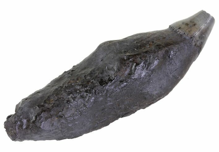 Fossil Whale Tooth - South Carolina #63563